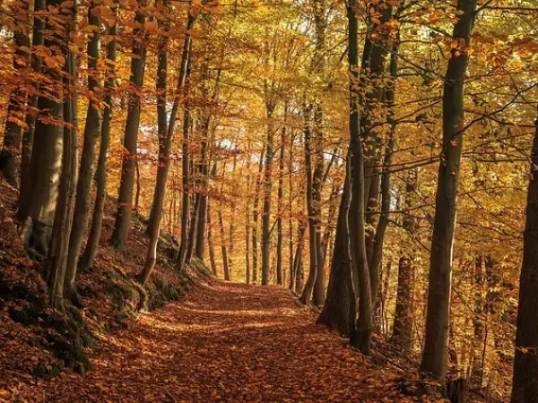 Herbstwald